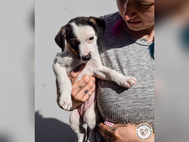 Izzy – mutiges Hundemädchen auf dem Weg ins Glück