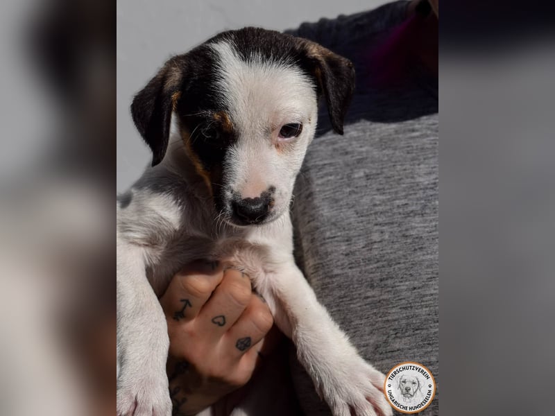 Izzy – mutiges Hundemädchen auf dem Weg ins Glück