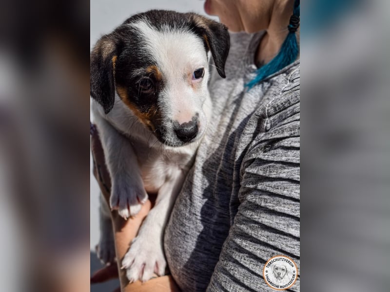 Izzy – mutiges Hundemädchen auf dem Weg ins Glück