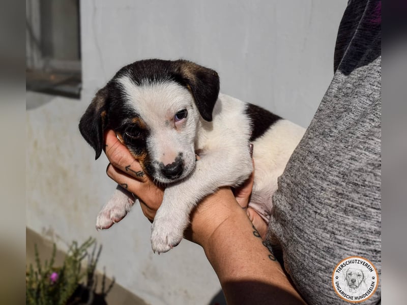 Izzy – mutiges Hundemädchen auf dem Weg ins Glück