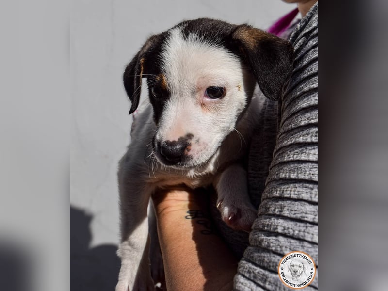 Izzy – mutiges Hundemädchen auf dem Weg ins Glück