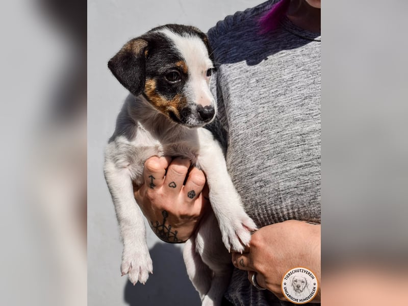 Izzy – mutiges Hundemädchen auf dem Weg ins Glück
