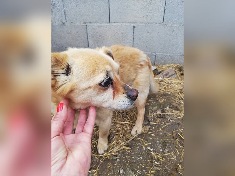 Luky sucht ein Gnadenplätzchen