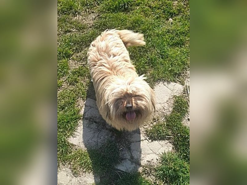 Coca, anhänglich und lieb