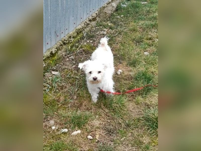 Timmy, freundlich und lieb