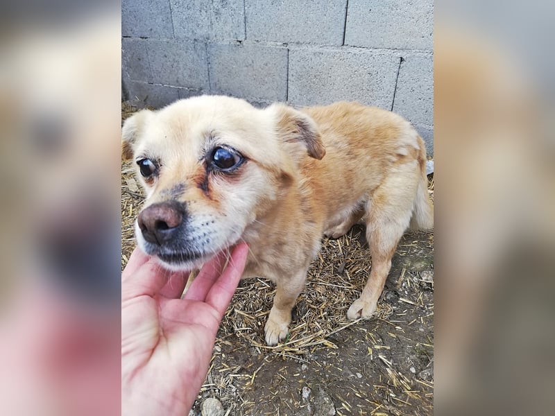 Luky sucht ein Gnadenplätzchen