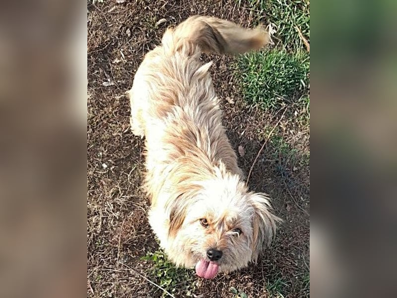 Coca, anhänglich und lieb