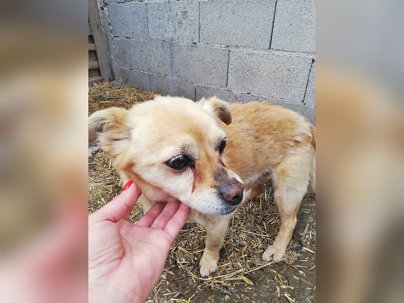 Luky sucht ein Gnadenplätzchen