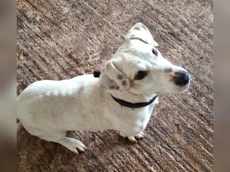 Josef, geb. ca. 10/2023, lebt in GRIECHENLAND, auf einer privaten Pflegestelle