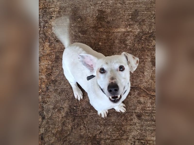 Josef, geb. ca. 10/2023, lebt in GRIECHENLAND, auf einer privaten Pflegestelle