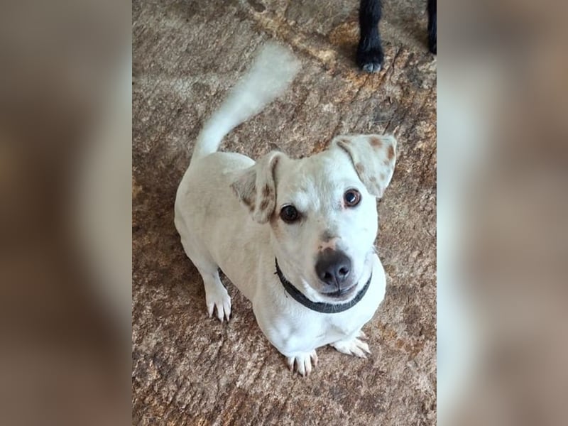 Josef, geb. ca. 10/2023, lebt in GRIECHENLAND, auf einer privaten Pflegestelle