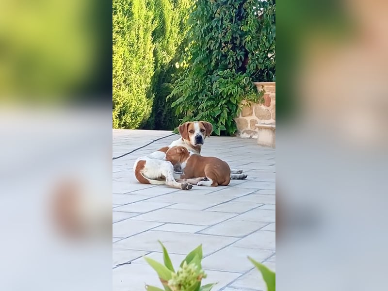 Wunderbare TUCA- will ihr Herz verschenken und sucht ihr liebevolles Für-immer-Zuhause