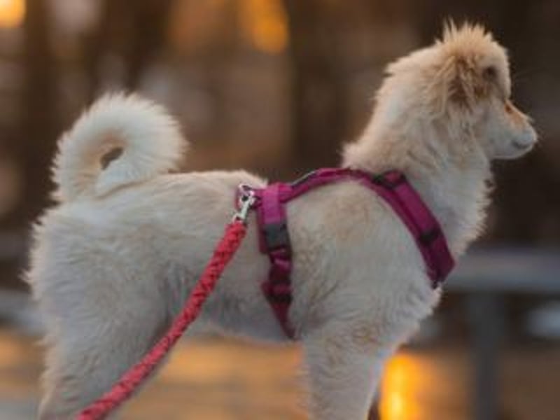 KIBA-ist verspielt und verschmust… ach, sie ist einfach zum Verlieben