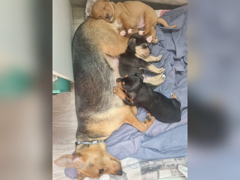 ARLÉS-kennt streichelnde Hände, Artgenossen, Liebe und Fürsorge jetzt ist er bereit für sein Zuhause