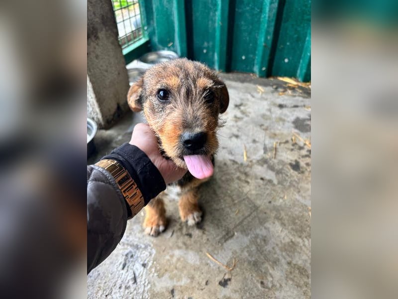 IRIS-zaubert ein Lächeln in jedes Gesicht-kleiner Welpe sucht dringend Für-immer-Zuhause