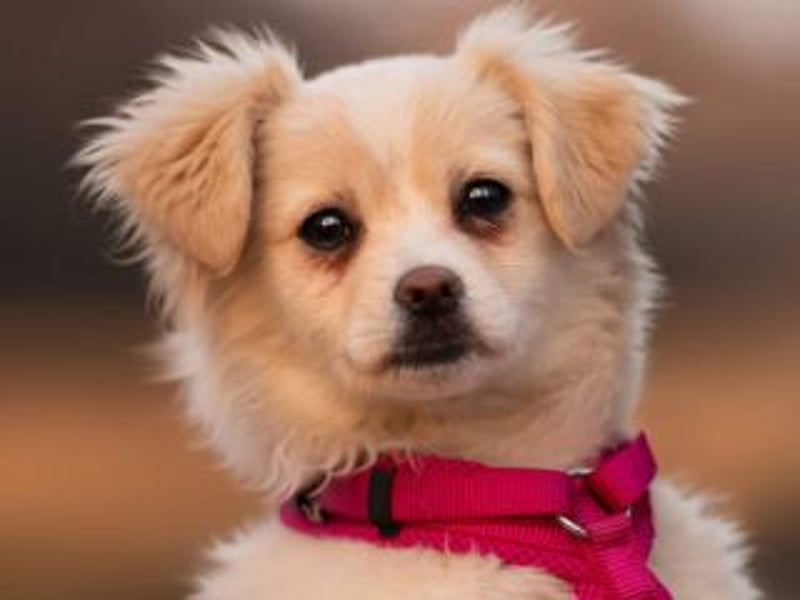 KIBA-ist verspielt und verschmust… ach, sie ist einfach zum Verlieben