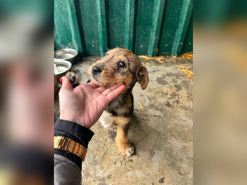 IRIS-zaubert ein Lächeln in jedes Gesicht-kleiner Welpe sucht dringend Für-immer-Zuhause