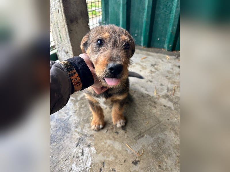 IRIS-zaubert ein Lächeln in jedes Gesicht-kleiner Welpe sucht dringend Für-immer-Zuhause