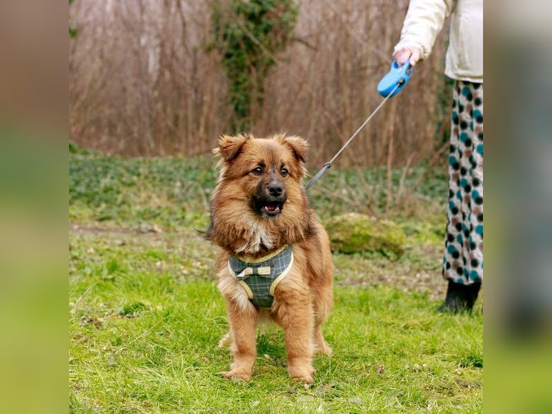 Süßer TINKU wartet auf gepacktem Köfferchen auf seine liebevolle Für-immer-Familie