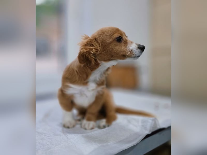 AYLA-Knopfaugen, Fledermausohren, ein Lächeln in Gesicht: das ist unsere süße kleine Ayla.