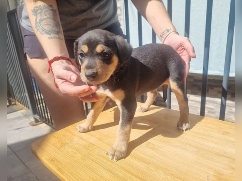 ARLÉS-kennt streichelnde Hände, Artgenossen, Liebe und Fürsorge jetzt ist er bereit für sein Zuhause