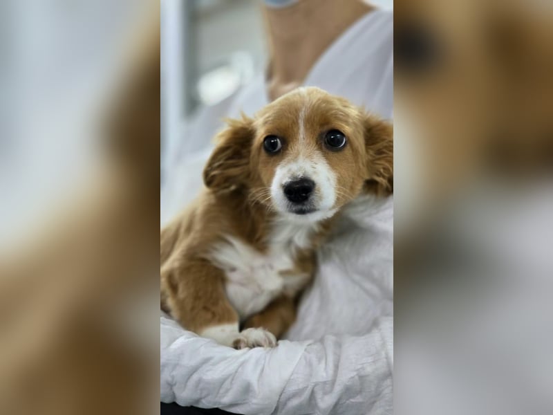 AYLA-Knopfaugen, Fledermausohren, ein Lächeln in Gesicht: das ist unsere süße kleine Ayla.
