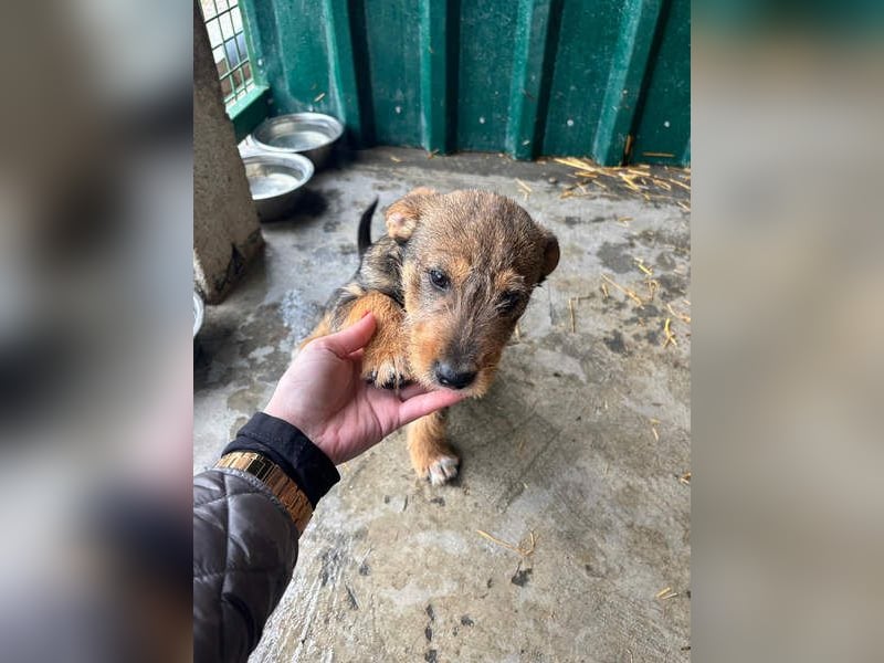 IRIS-zaubert ein Lächeln in jedes Gesicht-kleiner Welpe sucht dringend Für-immer-Zuhause