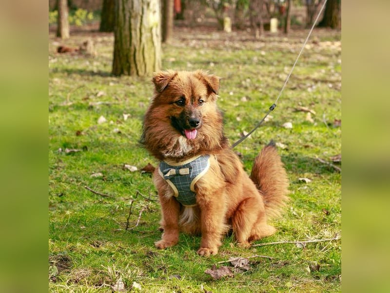 Süßer TINKU wartet auf gepacktem Köfferchen auf seine liebevolle Für-immer-Familie