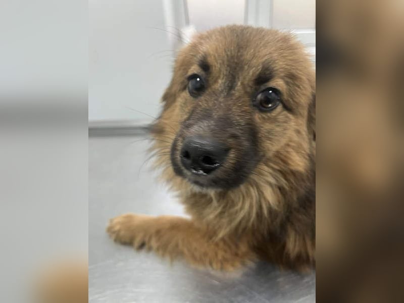 Süßer TINKU wartet auf gepacktem Köfferchen auf seine liebevolle Für-immer-Familie