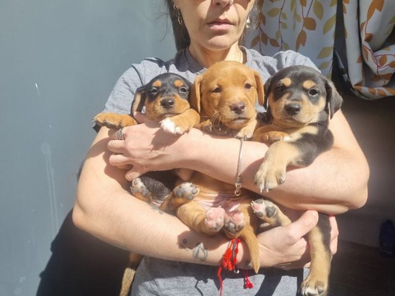 ARLÉS-kennt streichelnde Hände, Artgenossen, Liebe und Fürsorge jetzt ist er bereit für sein Zuhause