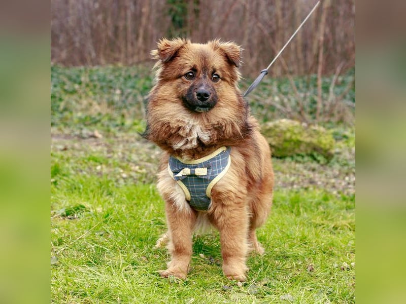 Süßer TINKU wartet auf gepacktem Köfferchen auf seine liebevolle Für-immer-Familie