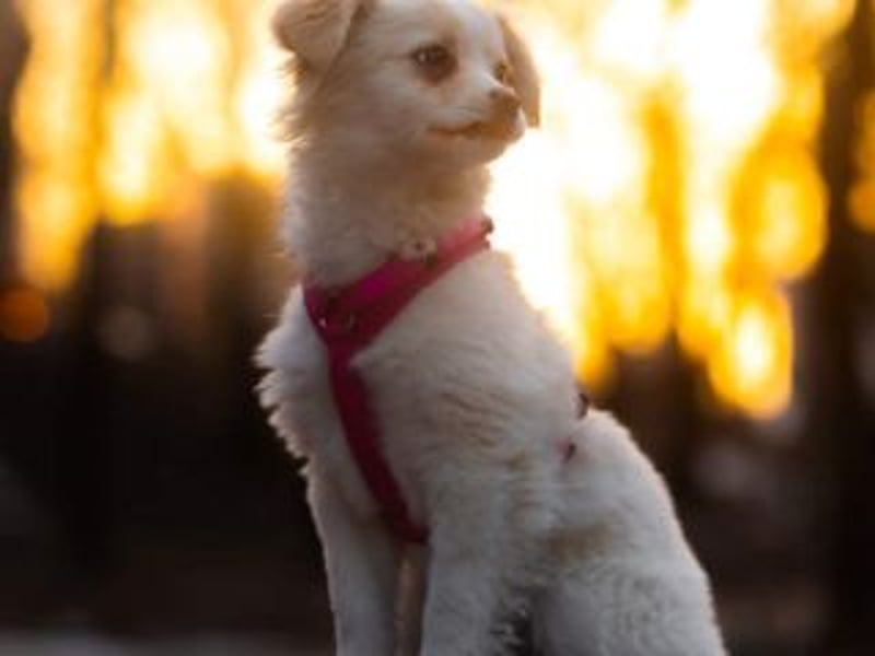 KIBA-ist verspielt und verschmust… ach, sie ist einfach zum Verlieben