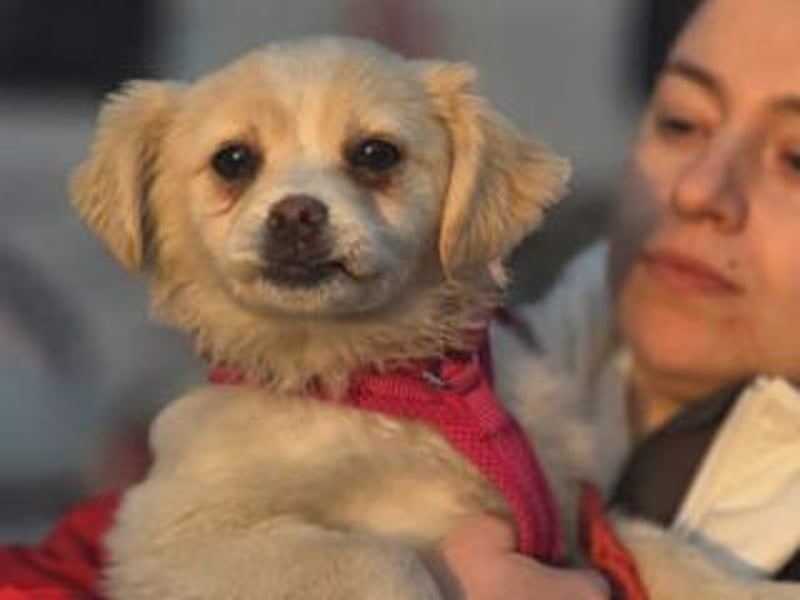 KIBA-ist verspielt und verschmust… ach, sie ist einfach zum Verlieben