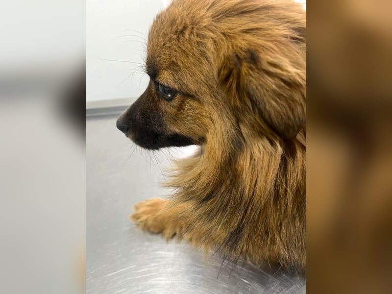 Süßer TINKU wartet auf gepacktem Köfferchen auf seine liebevolle Für-immer-Familie