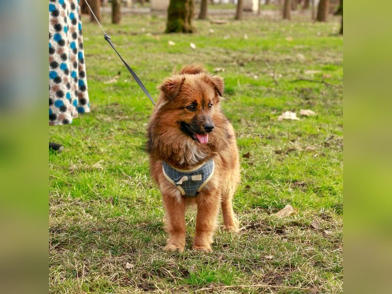 Süßer TINKU wartet auf gepacktem Köfferchen auf seine liebevolle Für-immer-Familie