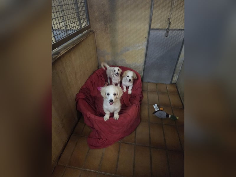 POLDI-wartet in 79312 Emmendingen- Kleiner Charmeur sucht sein Für-immer-Zuhause.