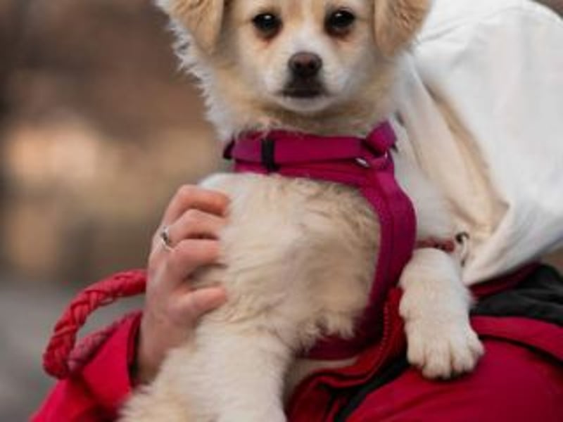 KIBA-ist verspielt und verschmust… ach, sie ist einfach zum Verlieben