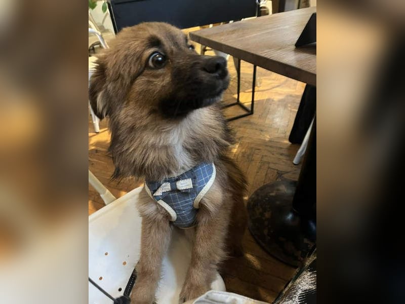 Süßer TINKU wartet auf gepacktem Köfferchen auf seine liebevolle Für-immer-Familie