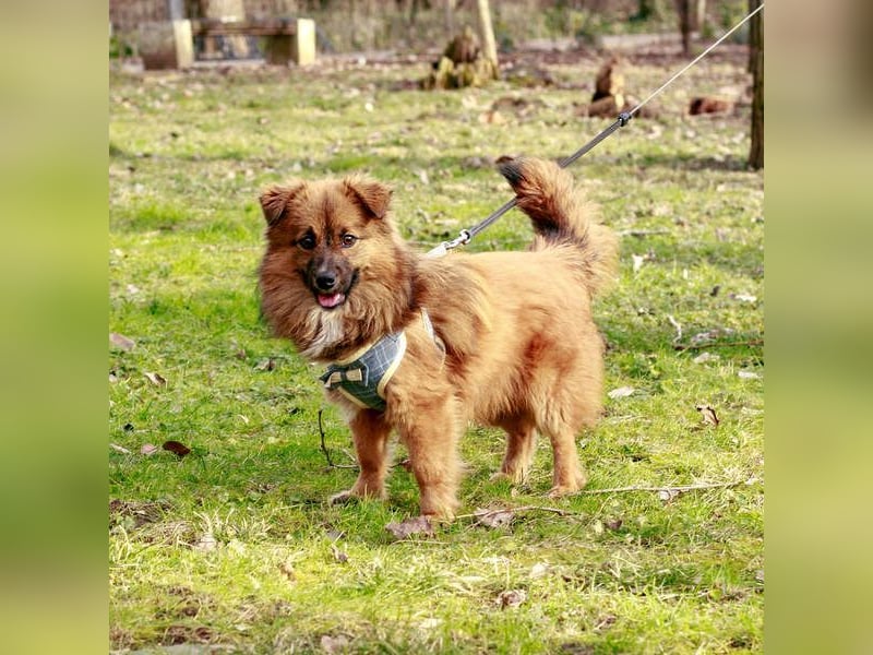Süßer TINKU wartet auf gepacktem Köfferchen auf seine liebevolle Für-immer-Familie
