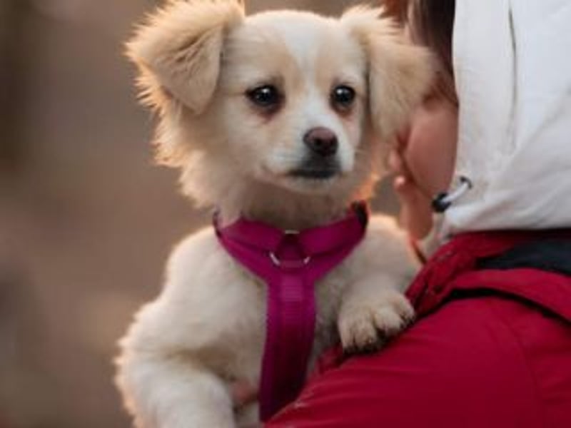 KIBA-ist verspielt und verschmust… ach, sie ist einfach zum Verlieben