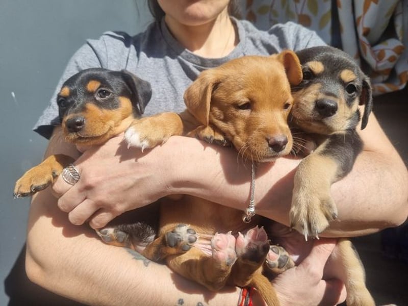ARLÉS-kennt streichelnde Hände, Artgenossen, Liebe und Fürsorge jetzt ist er bereit für sein Zuhause