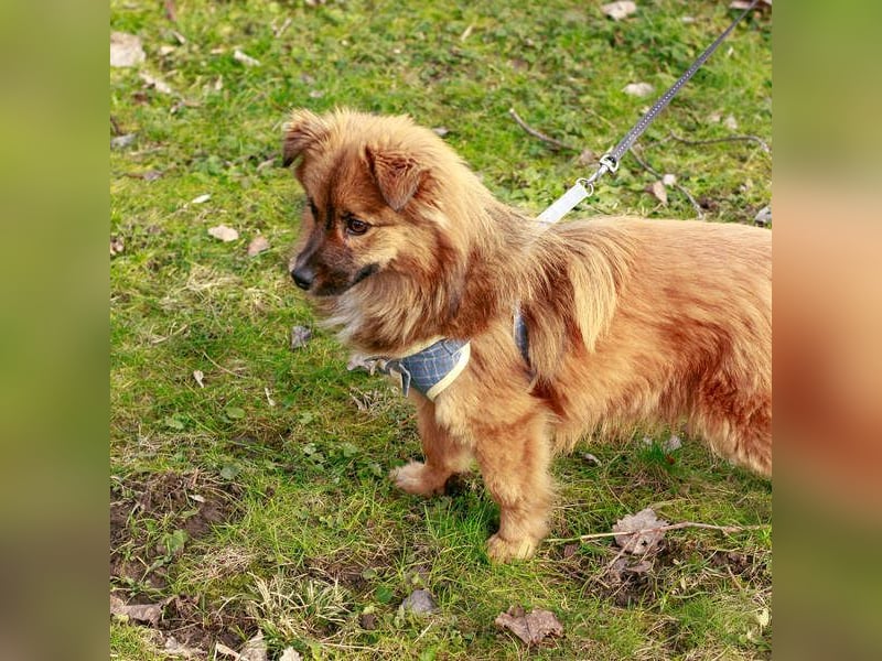 Süßer TINKU wartet auf gepacktem Köfferchen auf seine liebevolle Für-immer-Familie