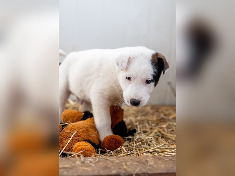 GARLIC - voller Liebe und Lebensfreude
