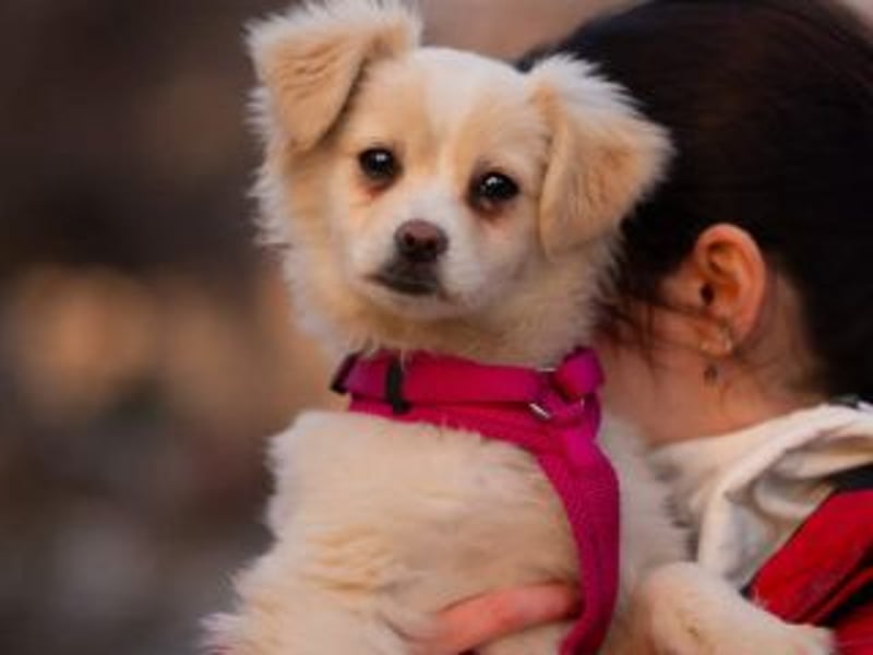 KIBA-ist verspielt und verschmust… ach, sie ist einfach zum Verlieben