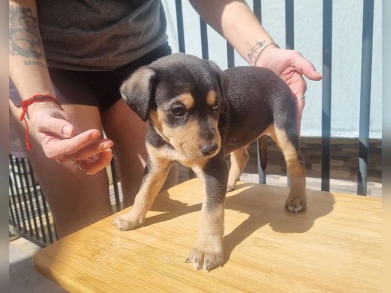 ARLÉS-kennt streichelnde Hände, Artgenossen, Liebe und Fürsorge jetzt ist er bereit für sein Zuhause