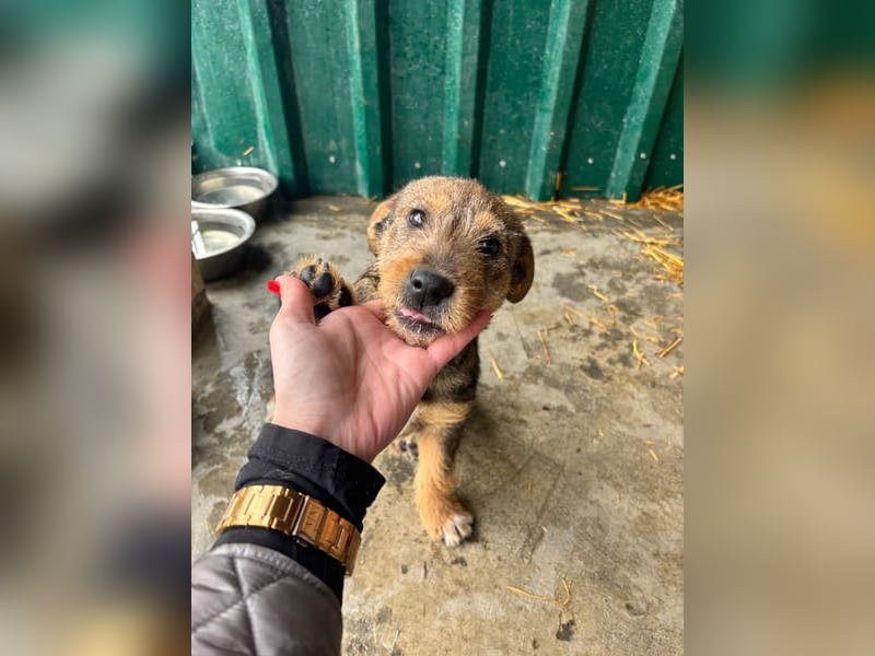 IRIS-zaubert ein Lächeln in jedes Gesicht-kleiner Welpe sucht dringend Für-immer-Zuhause