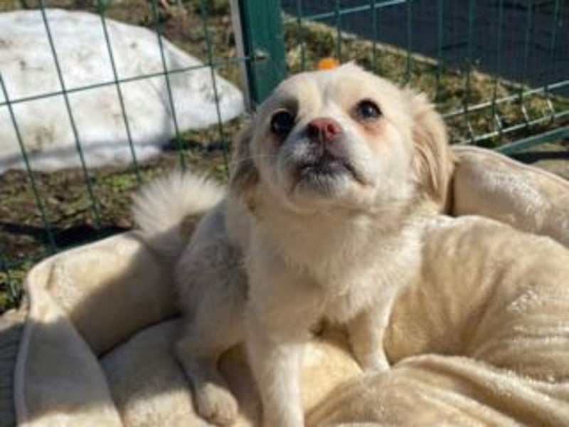 KIBA-ist verspielt und verschmust… ach, sie ist einfach zum Verlieben