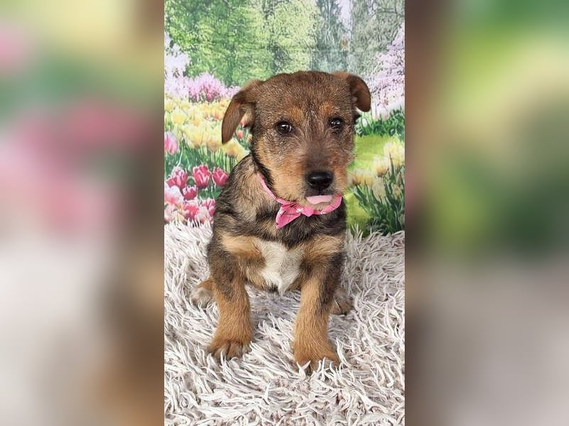 IRIS-zaubert ein Lächeln in jedes Gesicht-kleiner Welpe sucht dringend Für-immer-Zuhause