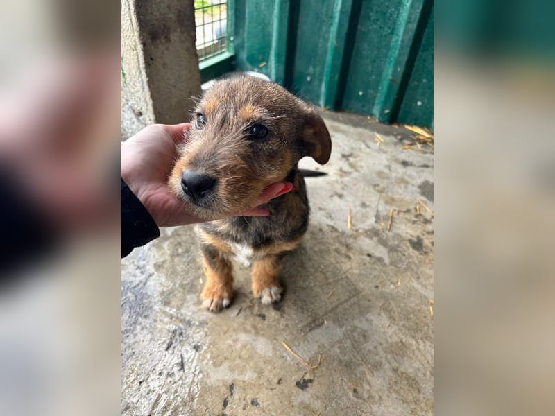 IRIS-zaubert ein Lächeln in jedes Gesicht-kleiner Welpe sucht dringend Für-immer-Zuhause