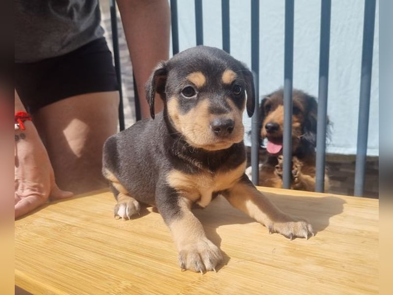 ARLÉS-kennt streichelnde Hände, Artgenossen, Liebe und Fürsorge jetzt ist er bereit für sein Zuhause